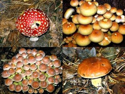 Pilze Vielfal