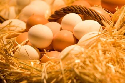Eier im Nest Eier im Nest