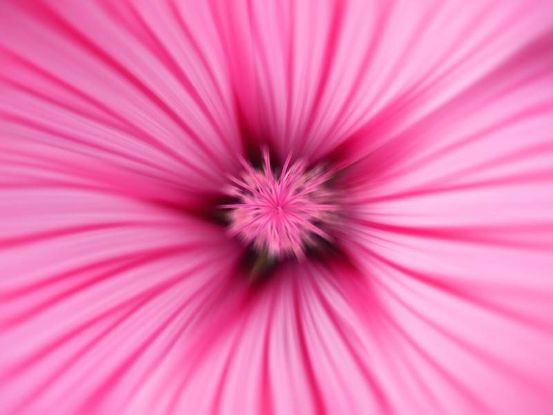 Die Sprache der Blumen Die Sprache der Blumen