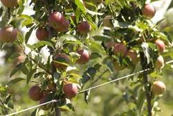 Die Rückkehr der Obstbäume