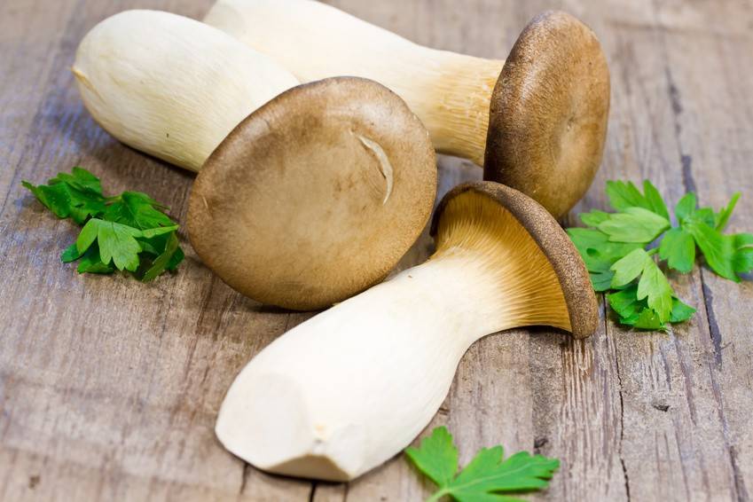 Kräuterseitlinge Rezepte