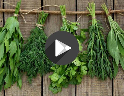 Video - Kleine Kräuterkunde