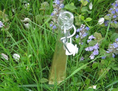 Säfte, Sirup & Co aus dem Küchengarten