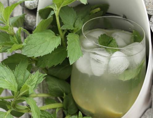 Minze - Pfefferminze Rezepte