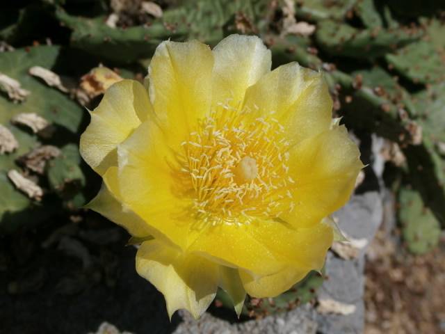 Petzibärchen